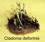 Cladonia deformis image